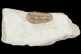 Detailed, Long Kainops Trilobite - Oklahoma #95681-5